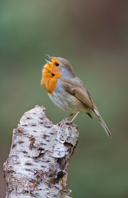 photo by Oliver Smart